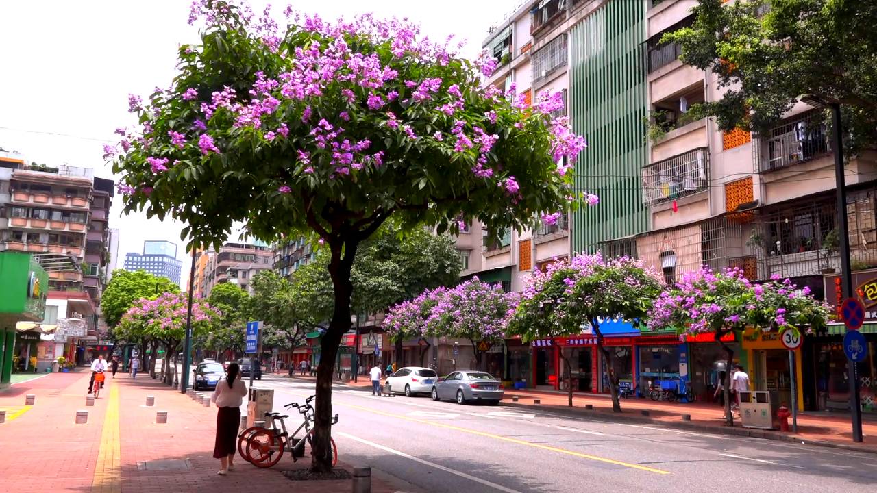 禅城体育路_佛山市禅城区有什么路