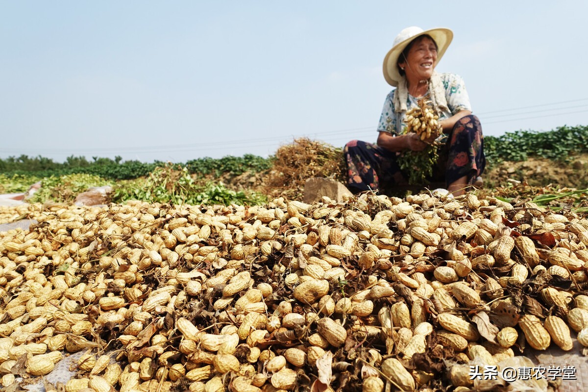 唐山花生价格走势分析_唐山花生价格走势分析图